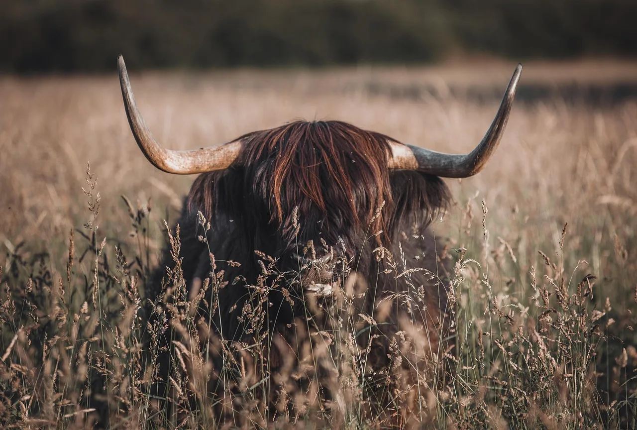 highland cow, meadow, nature, highland cattle, animal, scottish highlands, scottish, cow, brown cow, grass, summer, horns, field, countryside, highland cow, highland cow, highland cow, highland cow, nature, cow, cow, cow, cow, cow